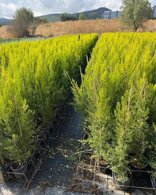 Лимонов кипарис Gold Crest