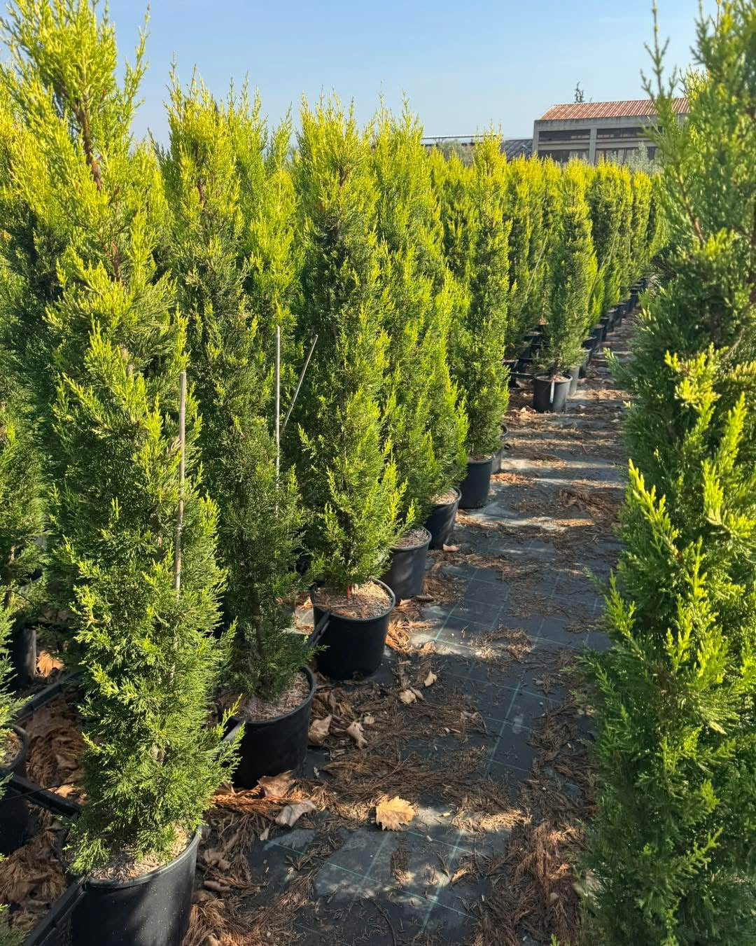 Лимонов кипарис Gold Crest