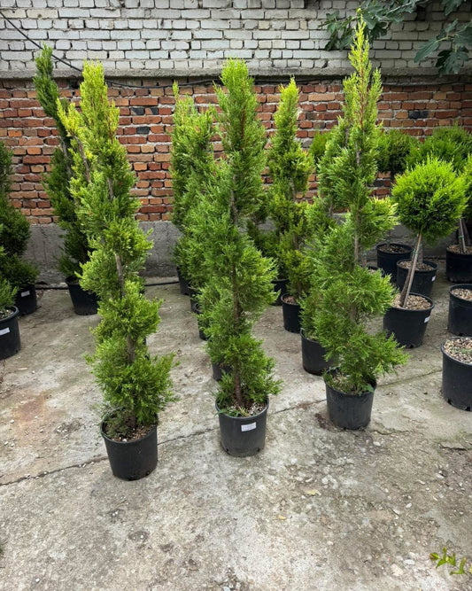 🌿✨ Лимонов кипарис Gold Crest – Спирала 120-140 см✨🌿