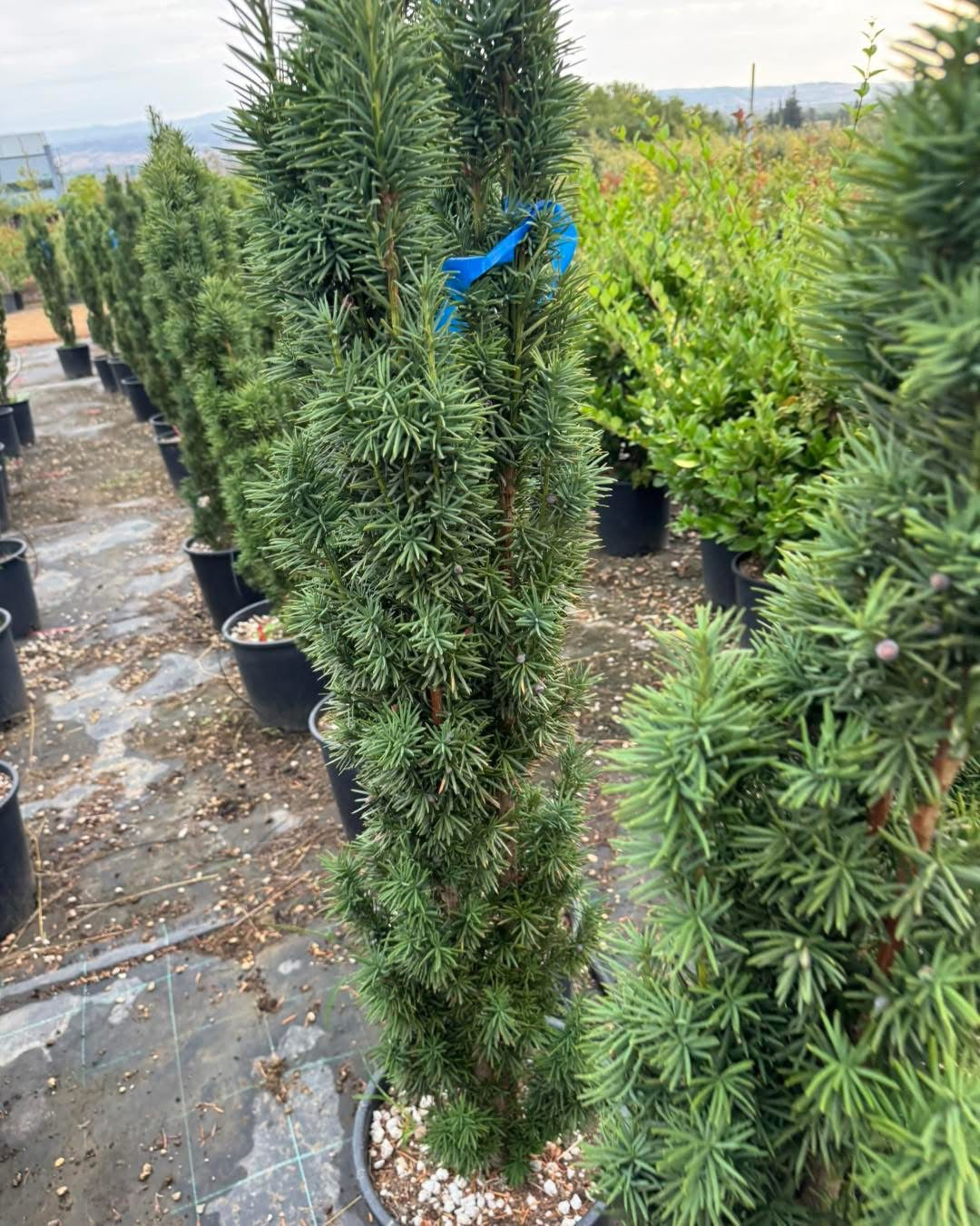 🌿 Ирландски тис 🌿