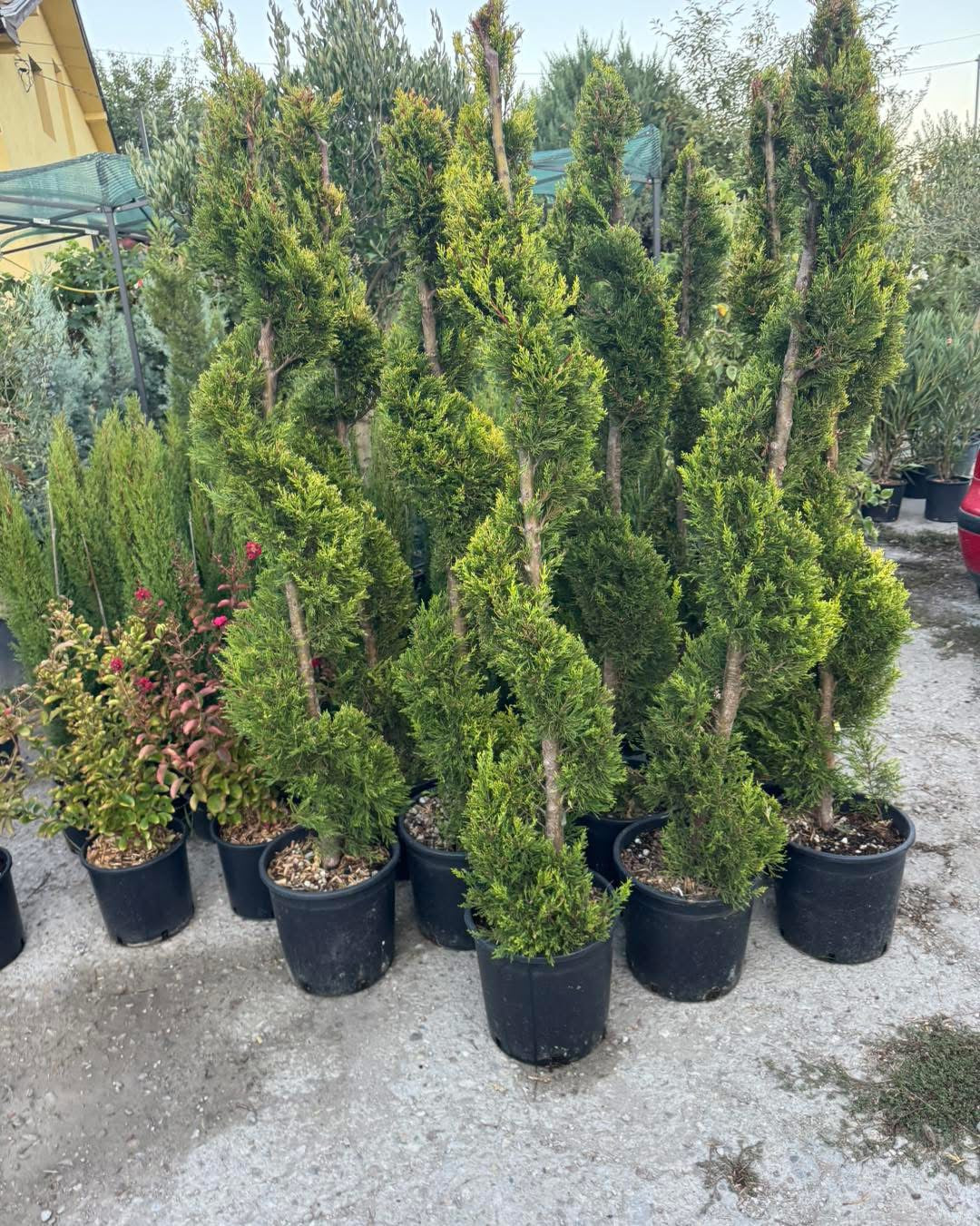 🌿✨ Лимонов кипарис Gold Crest – Спирала ✨🌿