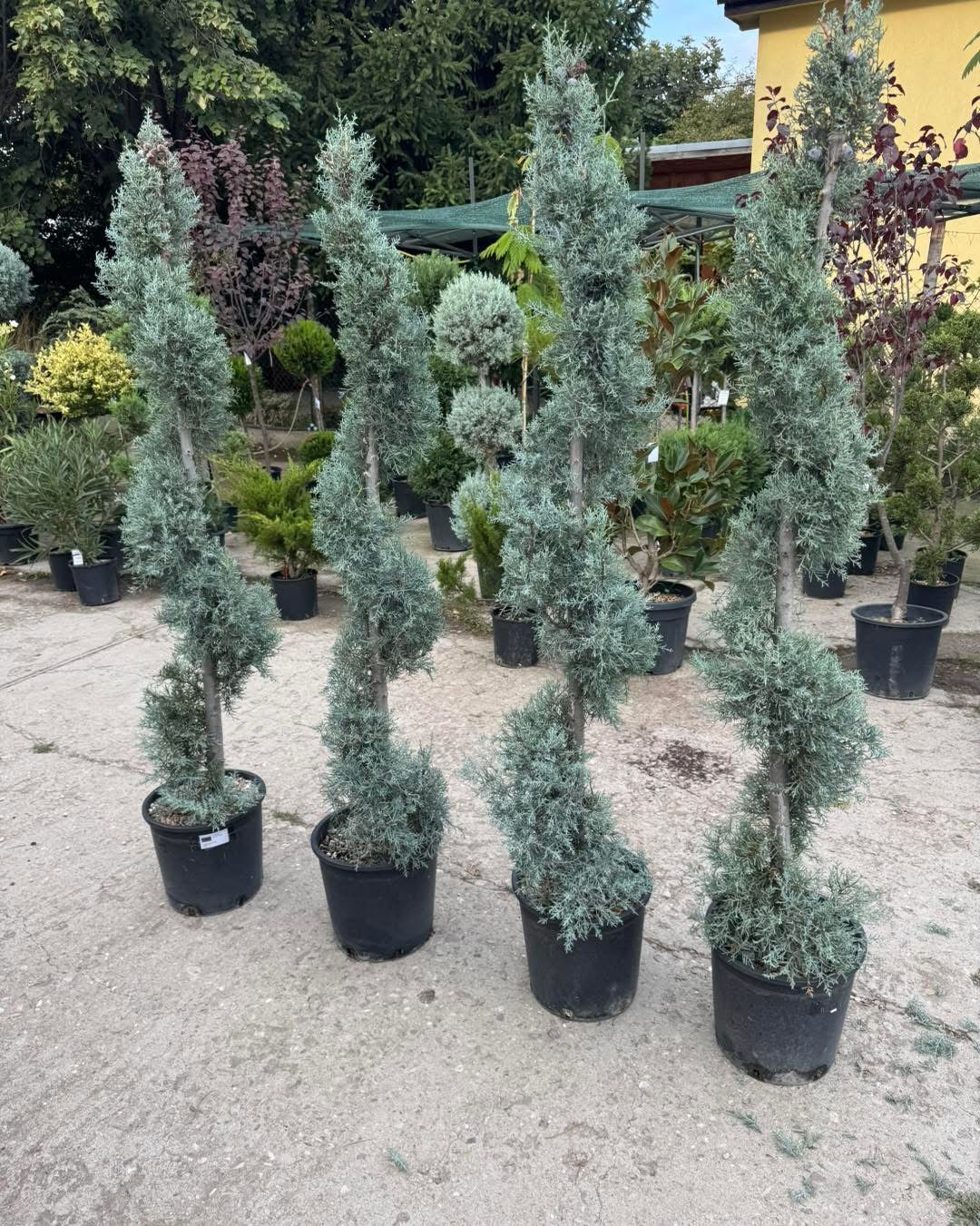 🌲 Аризонски кипарис🌲