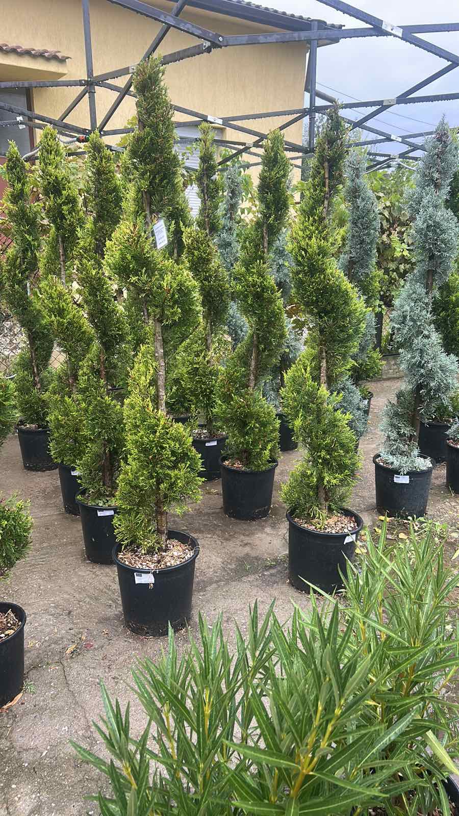 🌿✨ Лимонов кипарис Gold Crest – Спирала ✨🌿