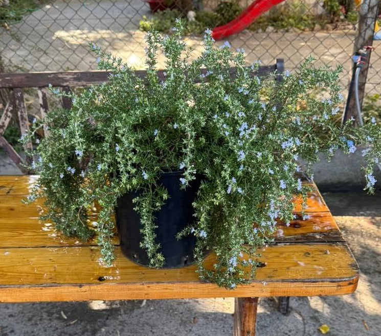 🌿 Розмарин  🌿