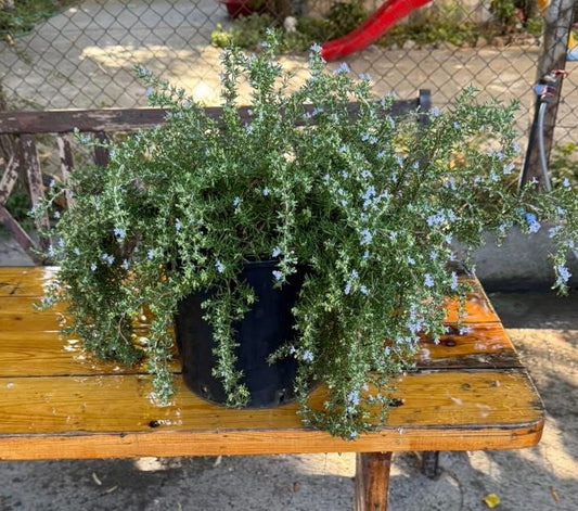 🌿 Розмарин  🌿