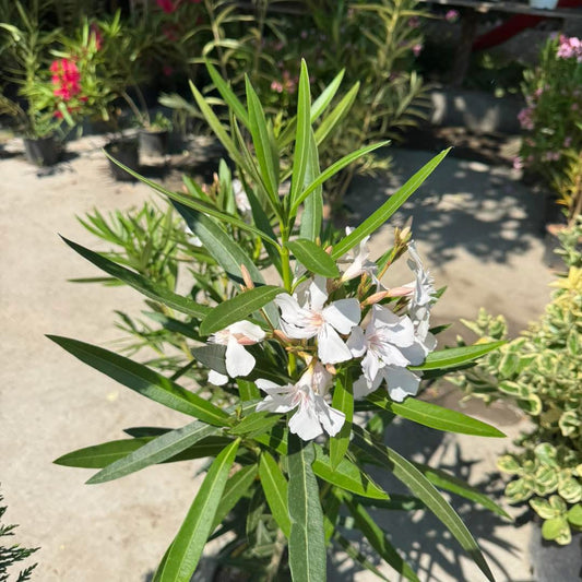 Олеандър (Oleander)