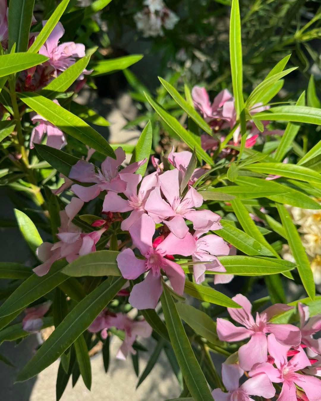 Олеандър (Oleander)