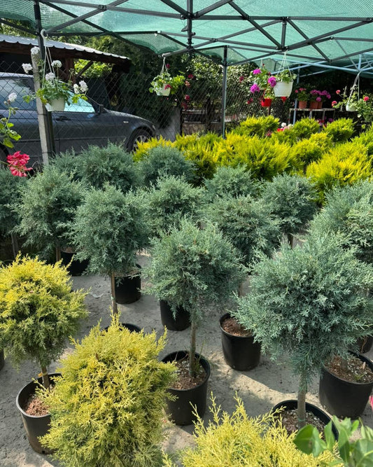 Аризонски Кипарис (Cupressus arizonica) – Една Топка