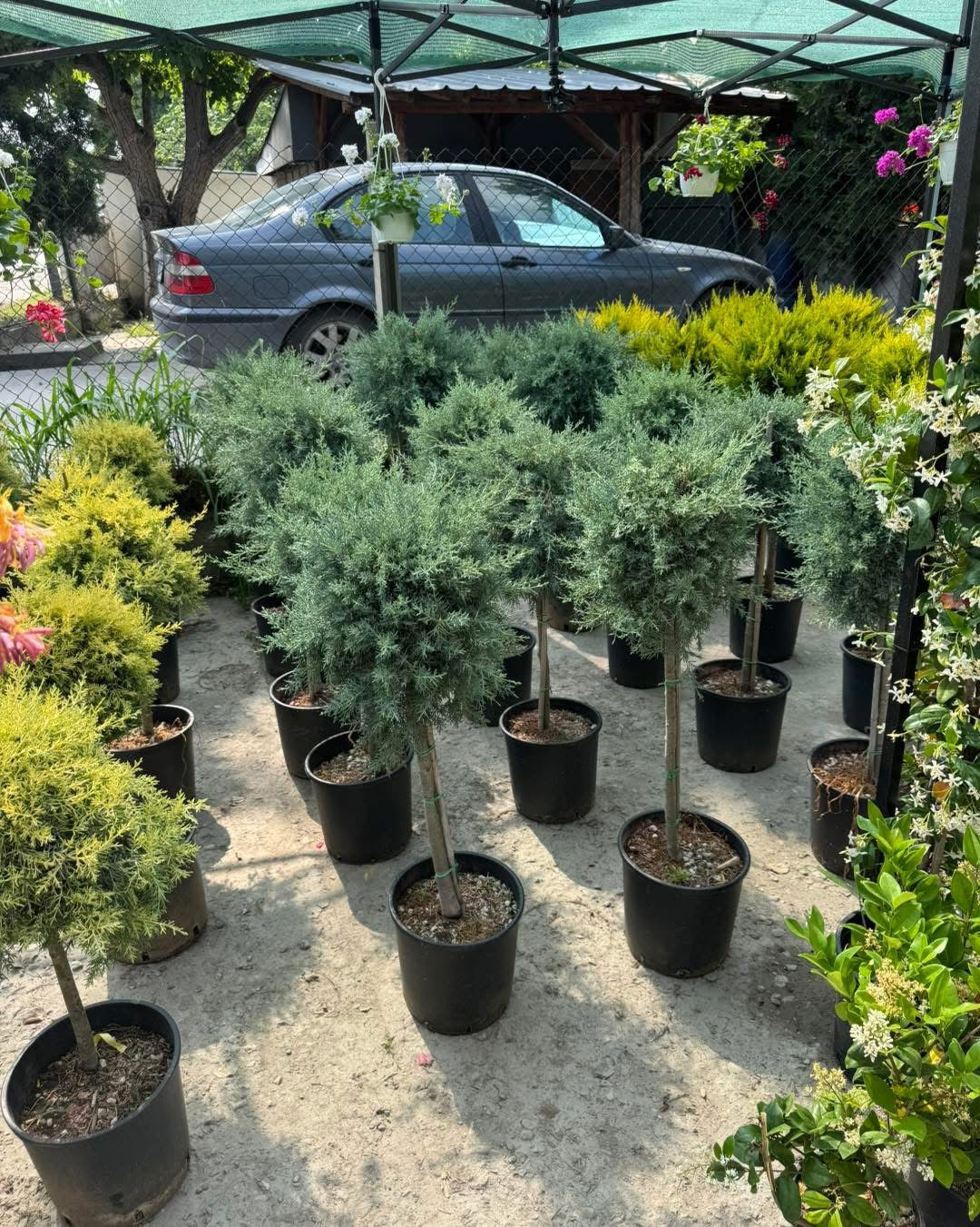 Аризонски Кипарис (Cupressus arizonica) – Една Топка