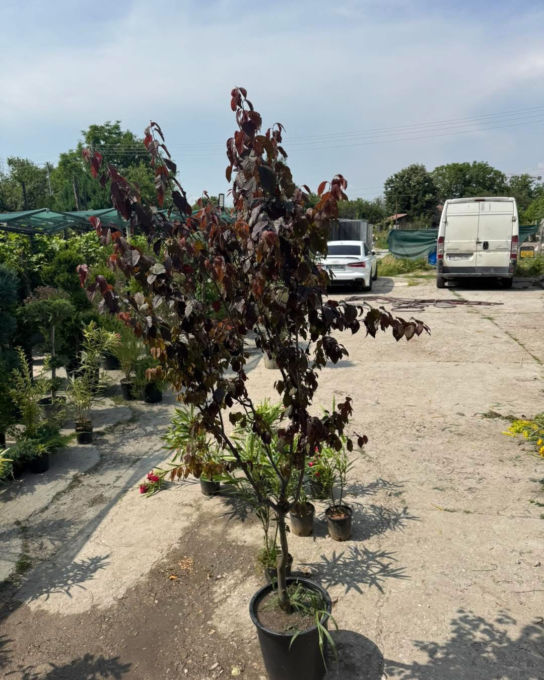 PRUNUS – ДЕКОРАТИВНО ДЪРВО