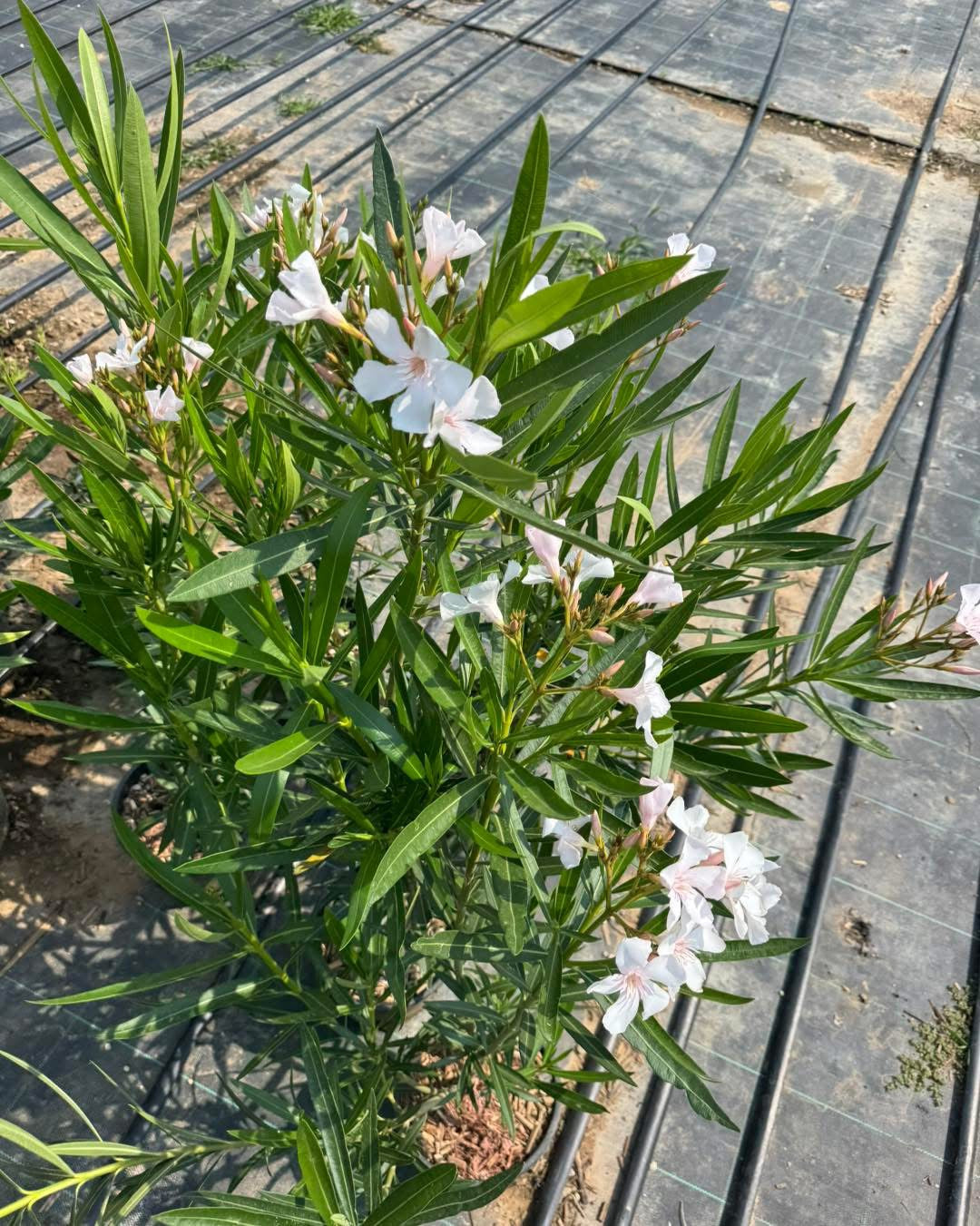 Олеандър (Oleander)