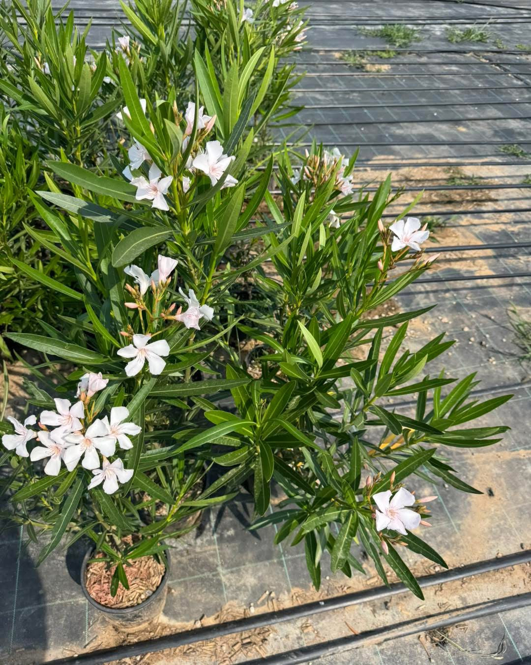 Олеандър (Oleander)