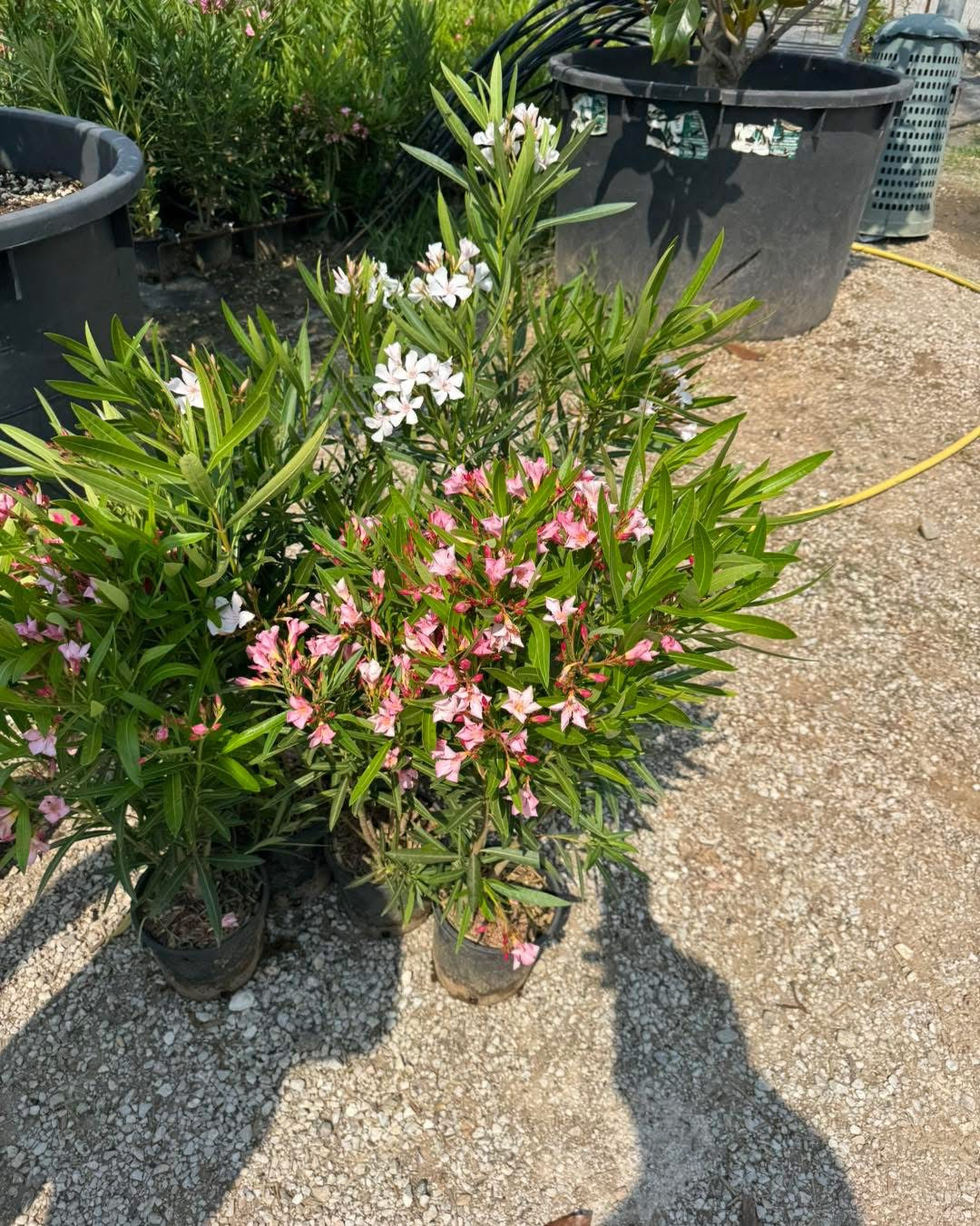 Олеандър (Oleander)