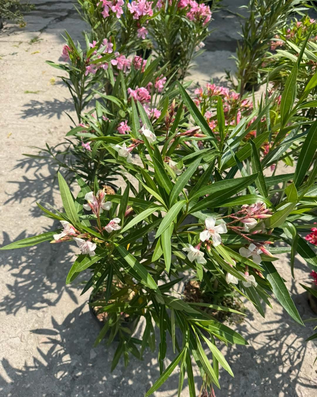 Олеандър (Oleander)