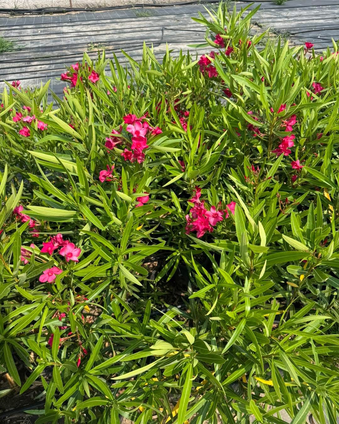 Олеандър (Oleander)