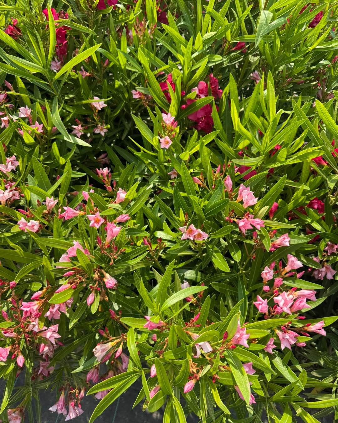 Олеандър (Oleander)
