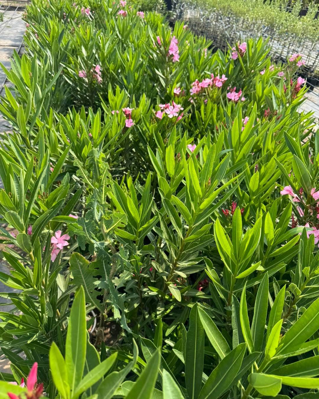 Олеандър (Oleander)