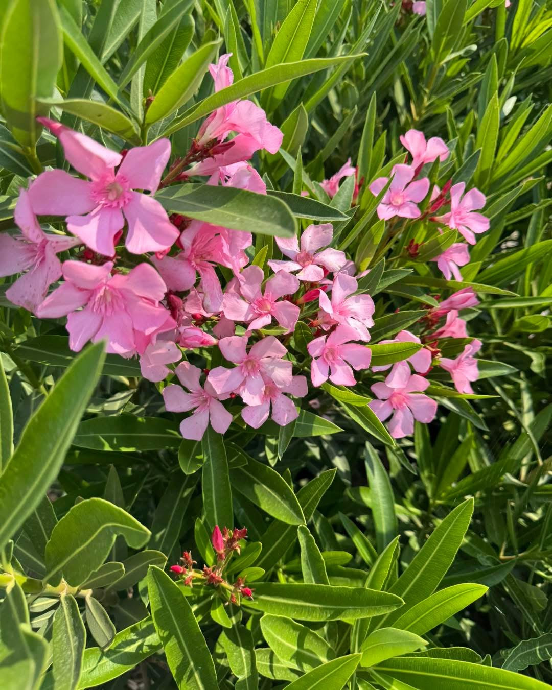 Олеандър (Oleander)