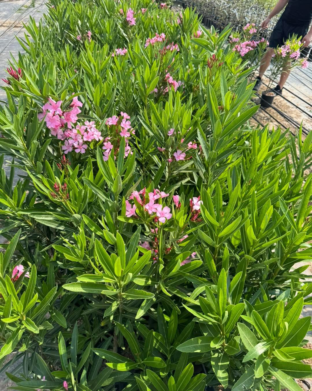 Олеандър (Oleander)