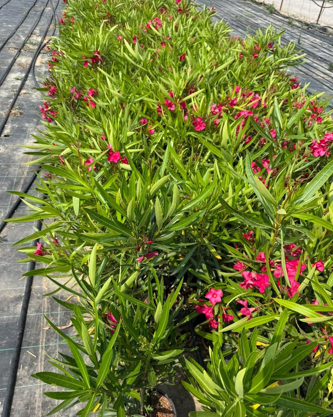 Олеандър (Oleander)