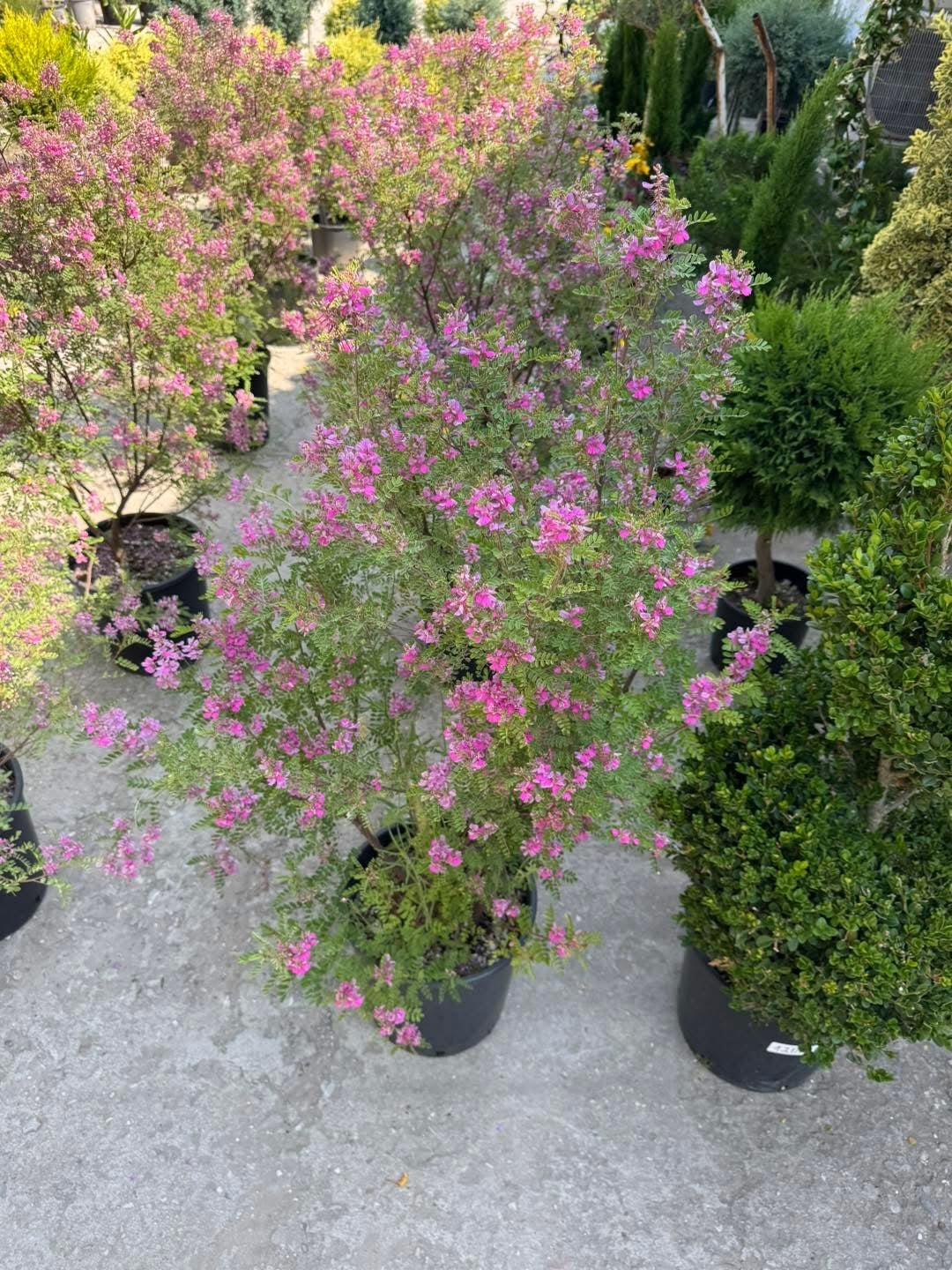 Хималайско индиго (Indigofera gerardiana) – Рядко декоративно растение
