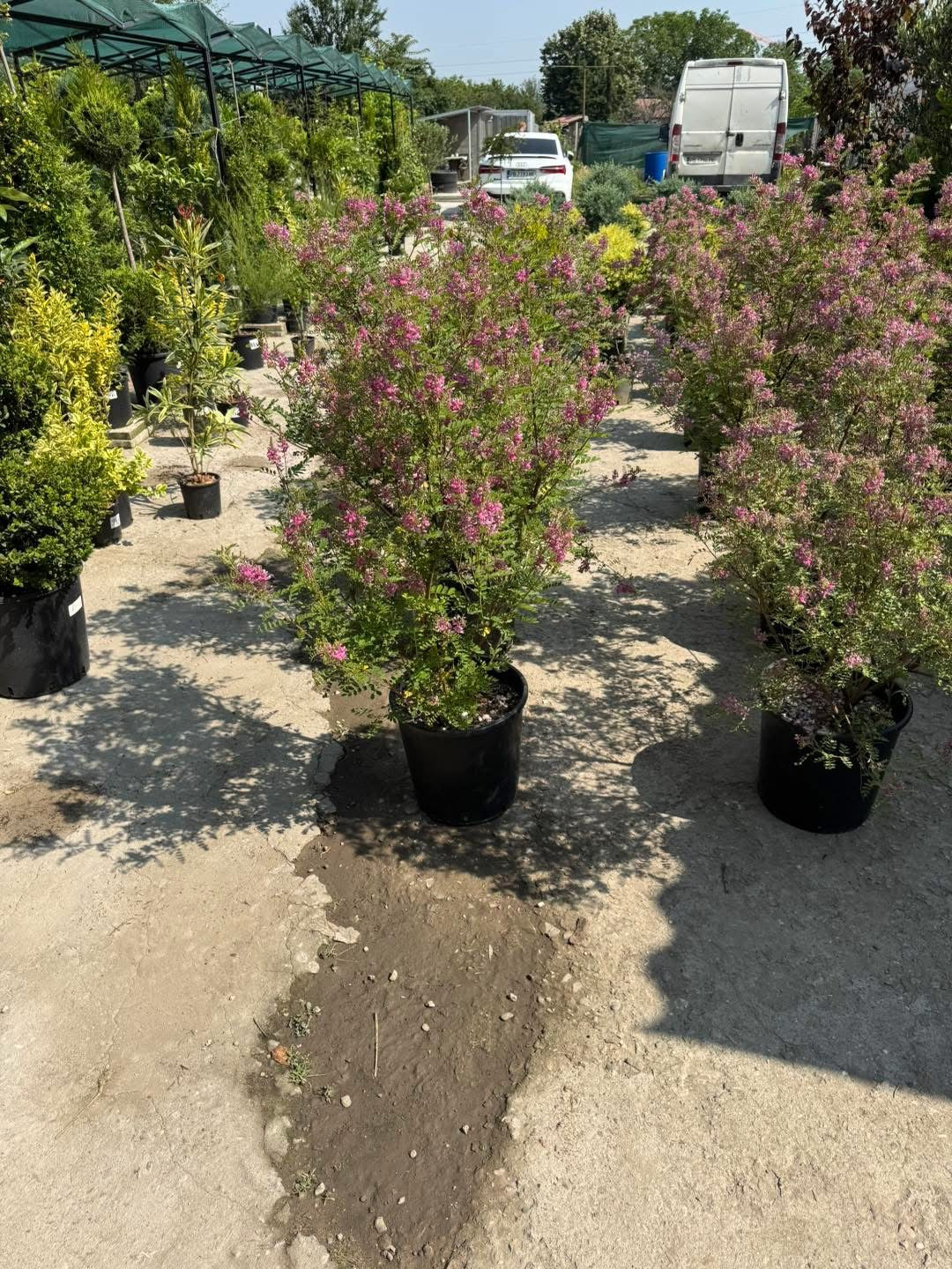 Хималайско индиго (Indigofera gerardiana) – Рядко декоративно растение