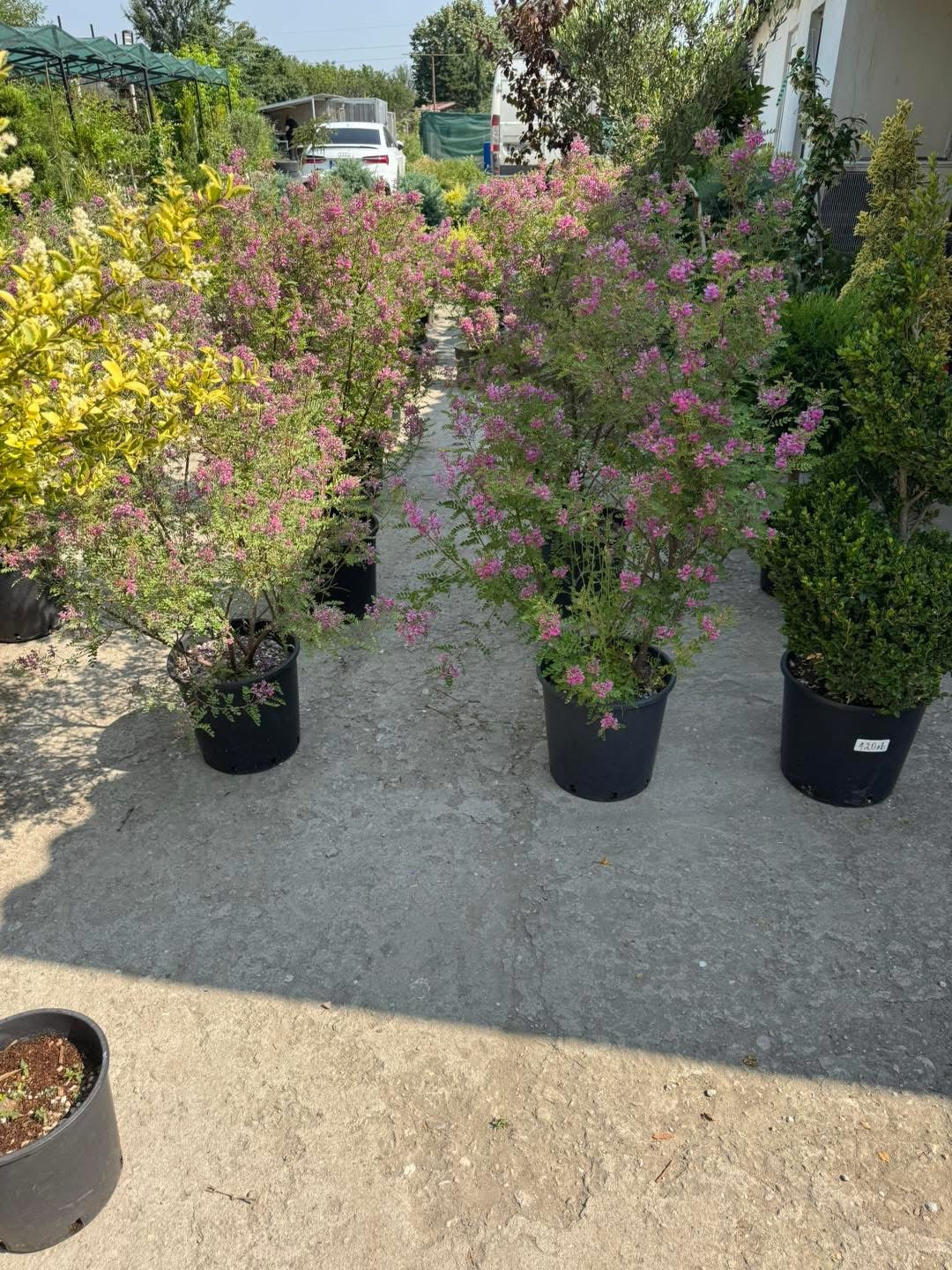 Хималайско индиго (Indigofera gerardiana) – Рядко декоративно растение