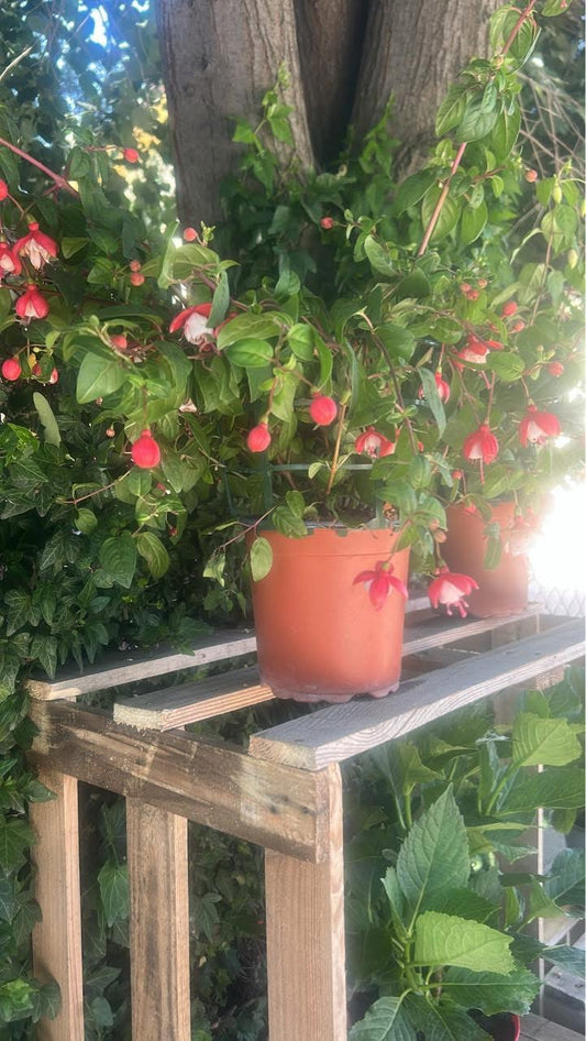 🌺Фуксия