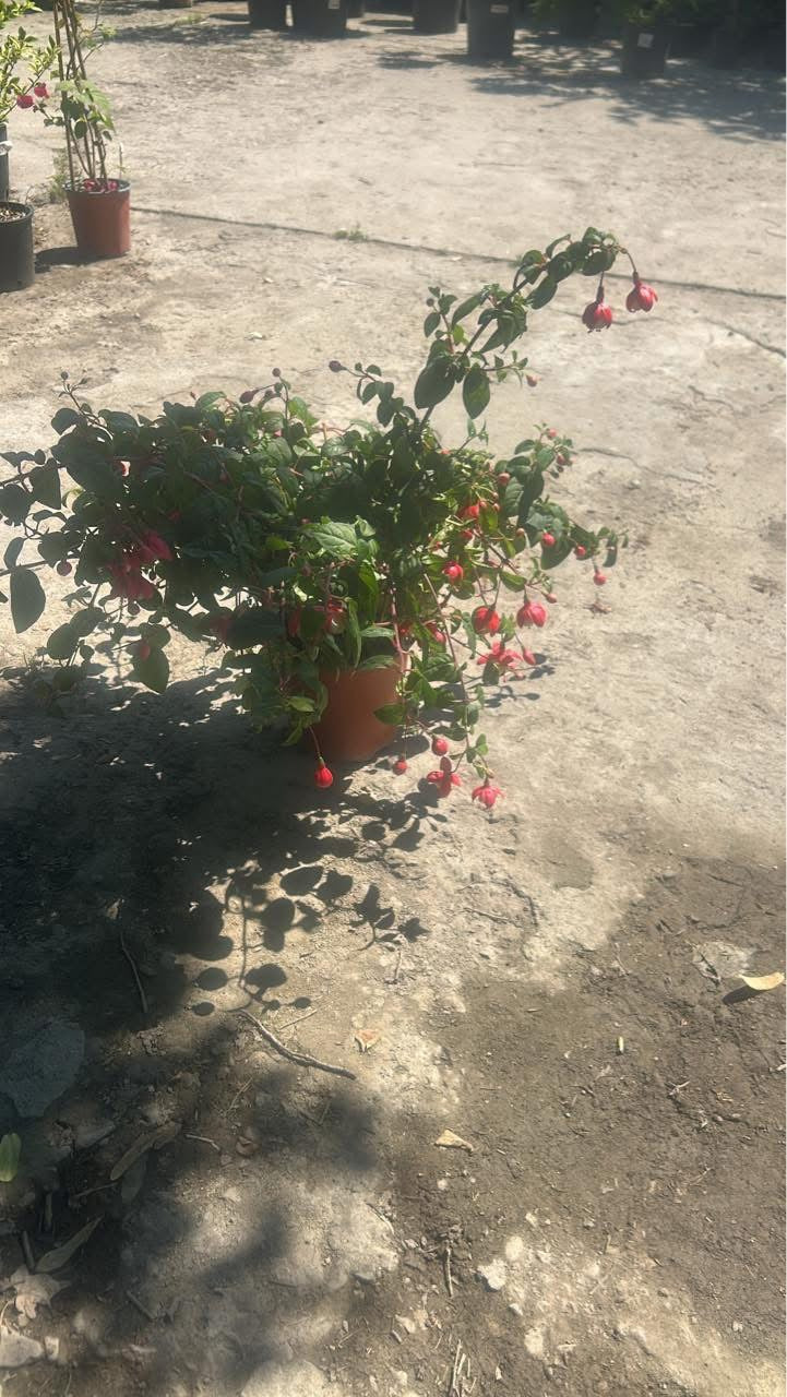 🌺Фуксия