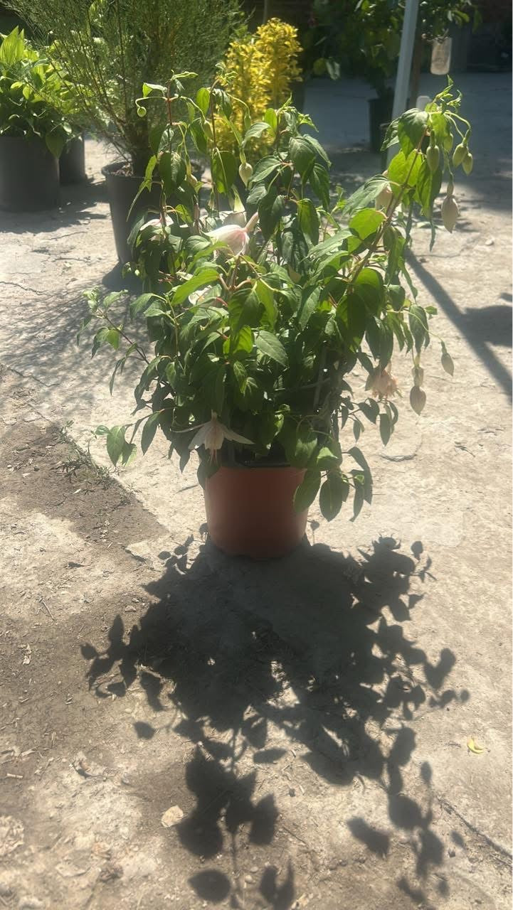 🌺Фуксия