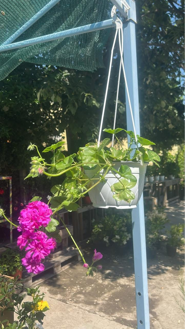 ✅ 🌺🪴Висящо мушкато – саксия 19 см

✅  📍 Подходящи за балкони, дворове и тераси