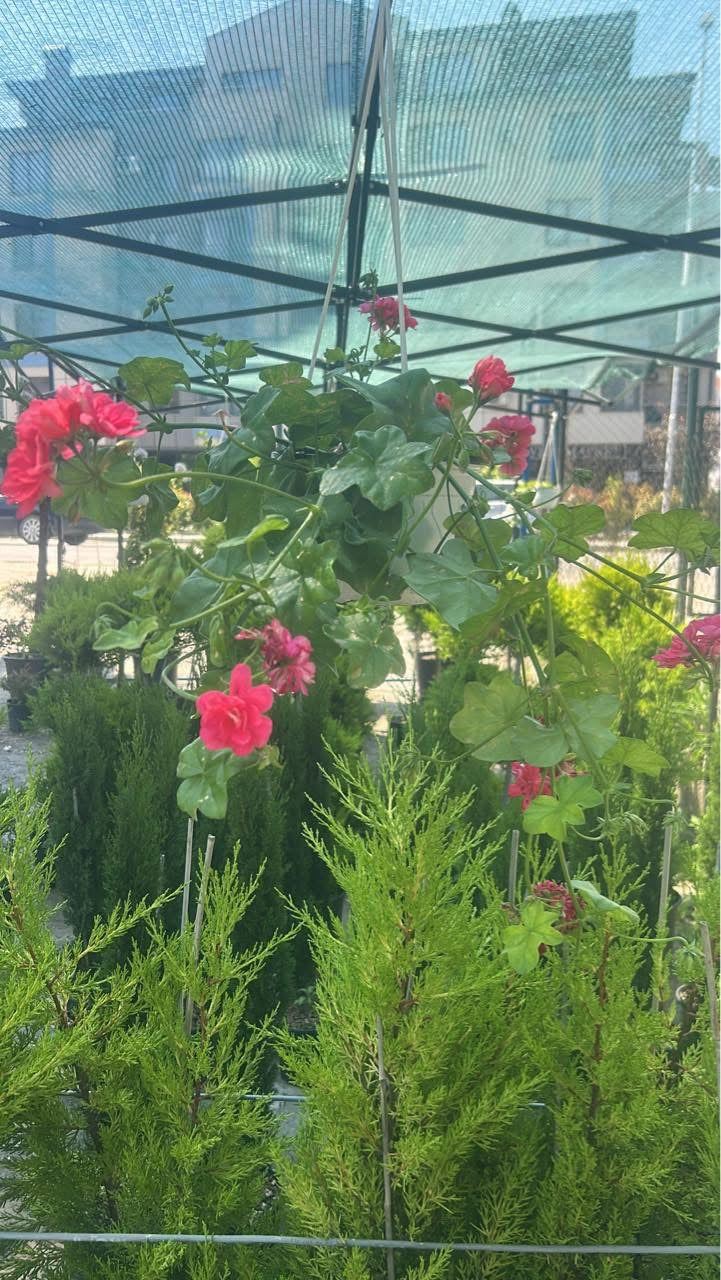 ✅ 🌺🪴Висящо мушкато – саксия 19 см

✅  📍 Подходящи за балкони, дворове и тераси
