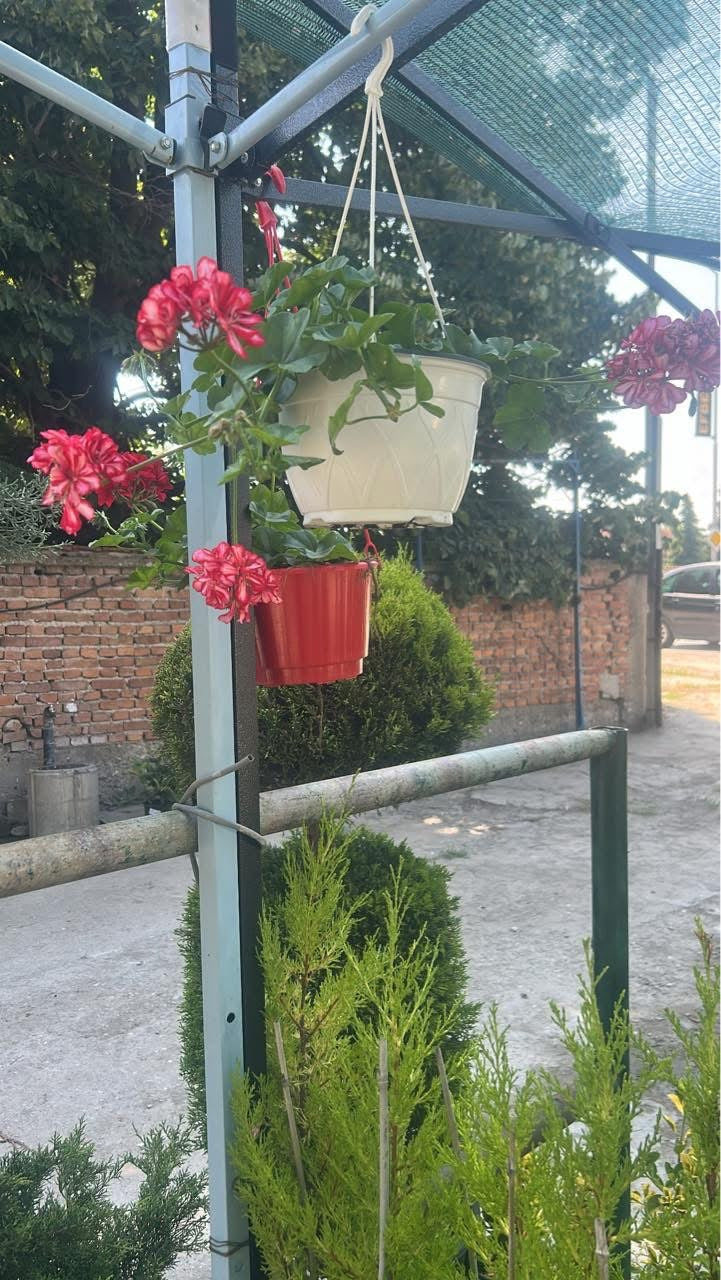 ✅ 🌺🪴Висящо мушкато – саксия 19 см

✅  📍 Подходящи за балкони, дворове и тераси