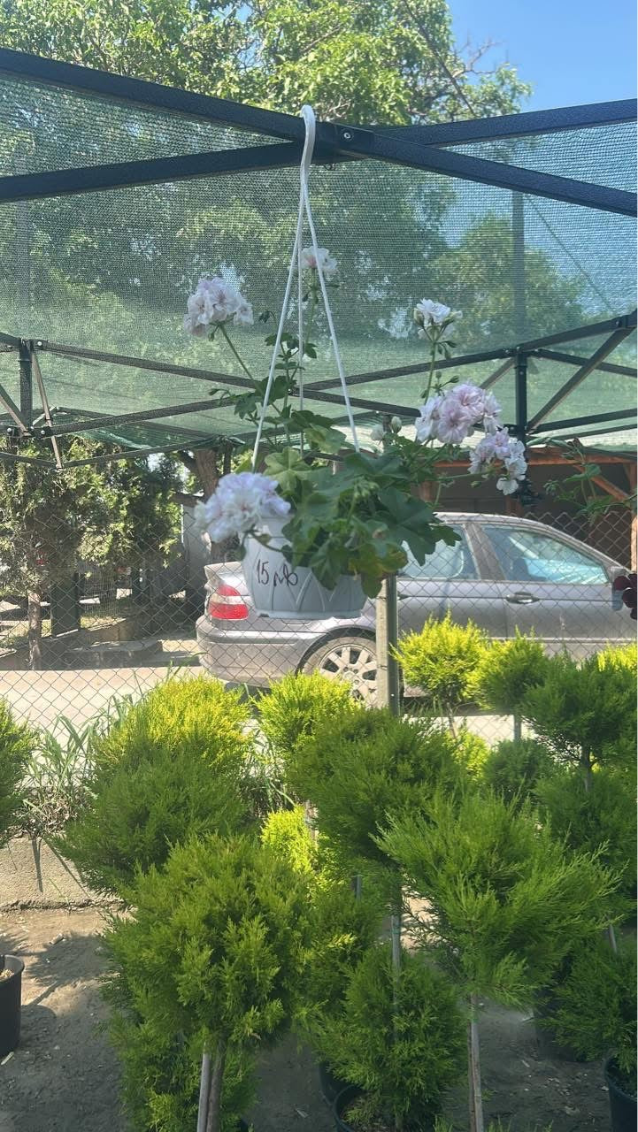 ✅ 🌺🪴Висящо мушкато – саксия 19 см

✅  📍 Подходящи за балкони, дворове и тераси