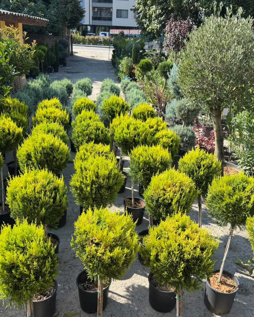 Лимонов кипарис “Gold Crest”– млада форма с една топка!