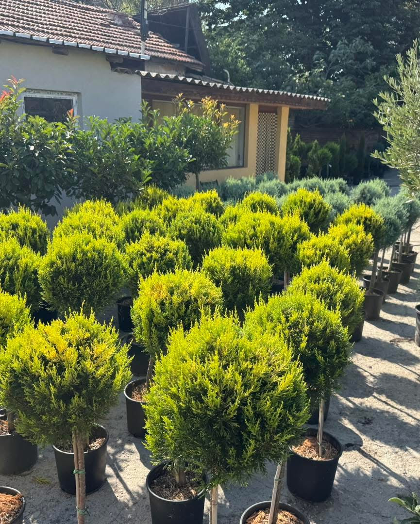 Лимонов кипарис “Gold Crest”– млада форма с една топка!