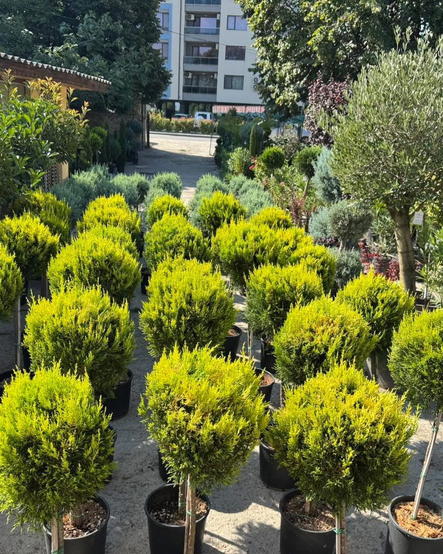 Лимонов кипарис “Gold Crest”– млада форма с една топка!