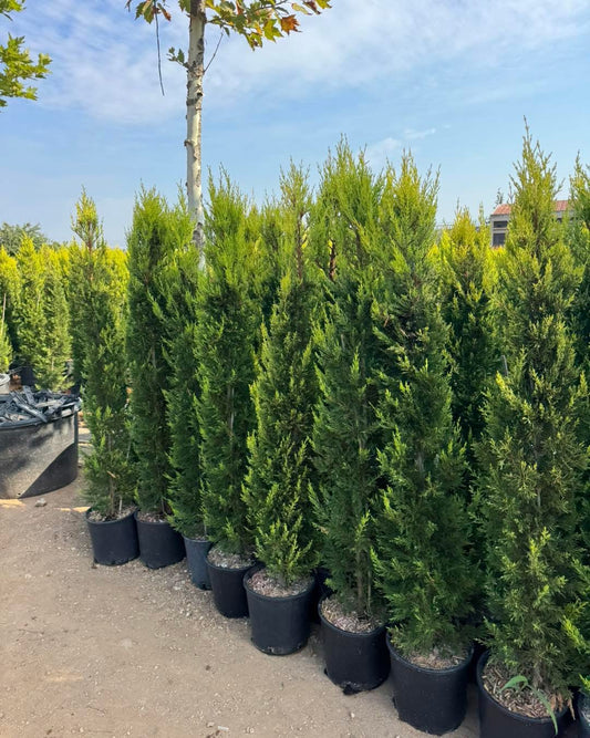 Лимонов кипарис Gold Crest