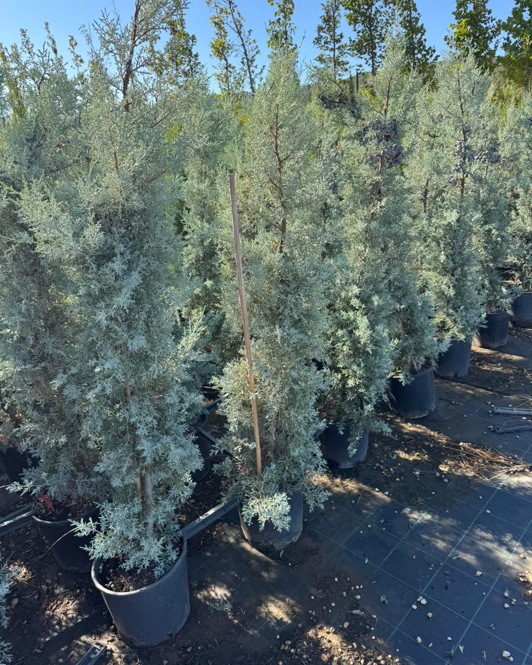 🌵✨ Аризонски кипарис ✨🌵

Размер: 160–170 см