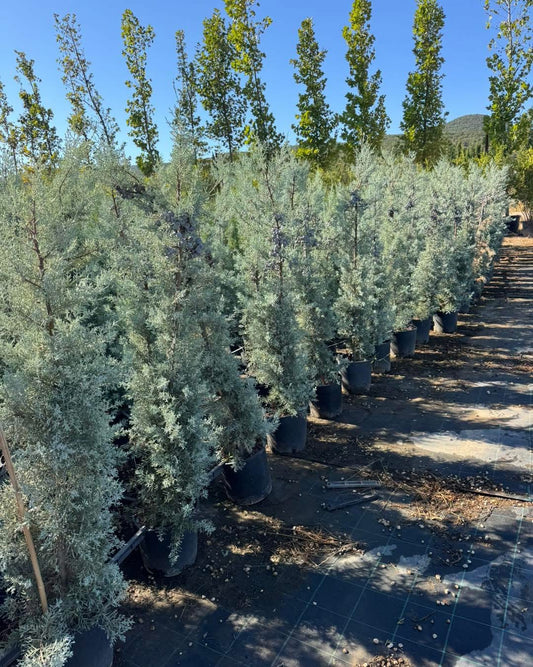 🌵✨ Аризонски кипарис ✨🌵

Размер: 160–170 см