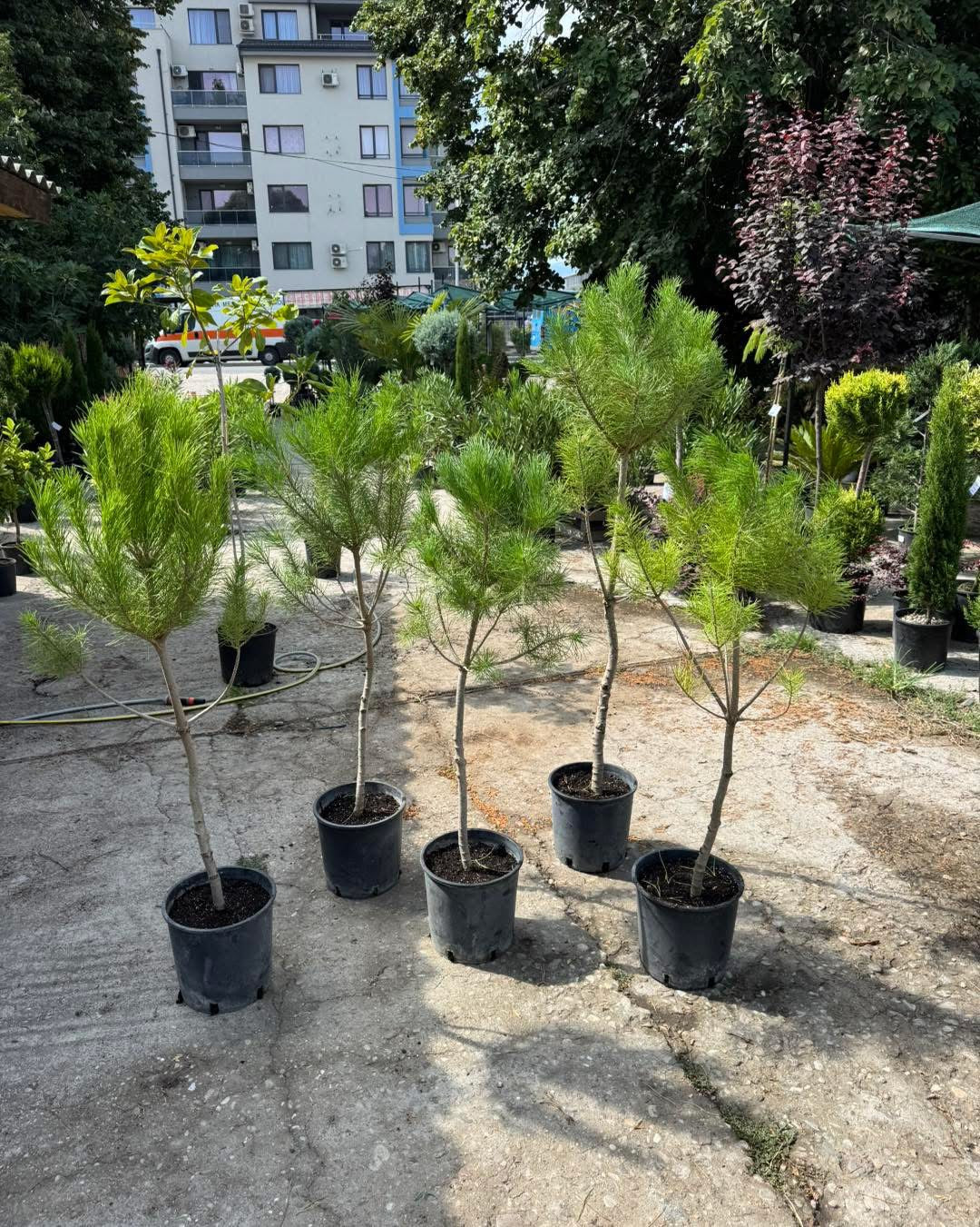 Каменен бор - Pinus pinea