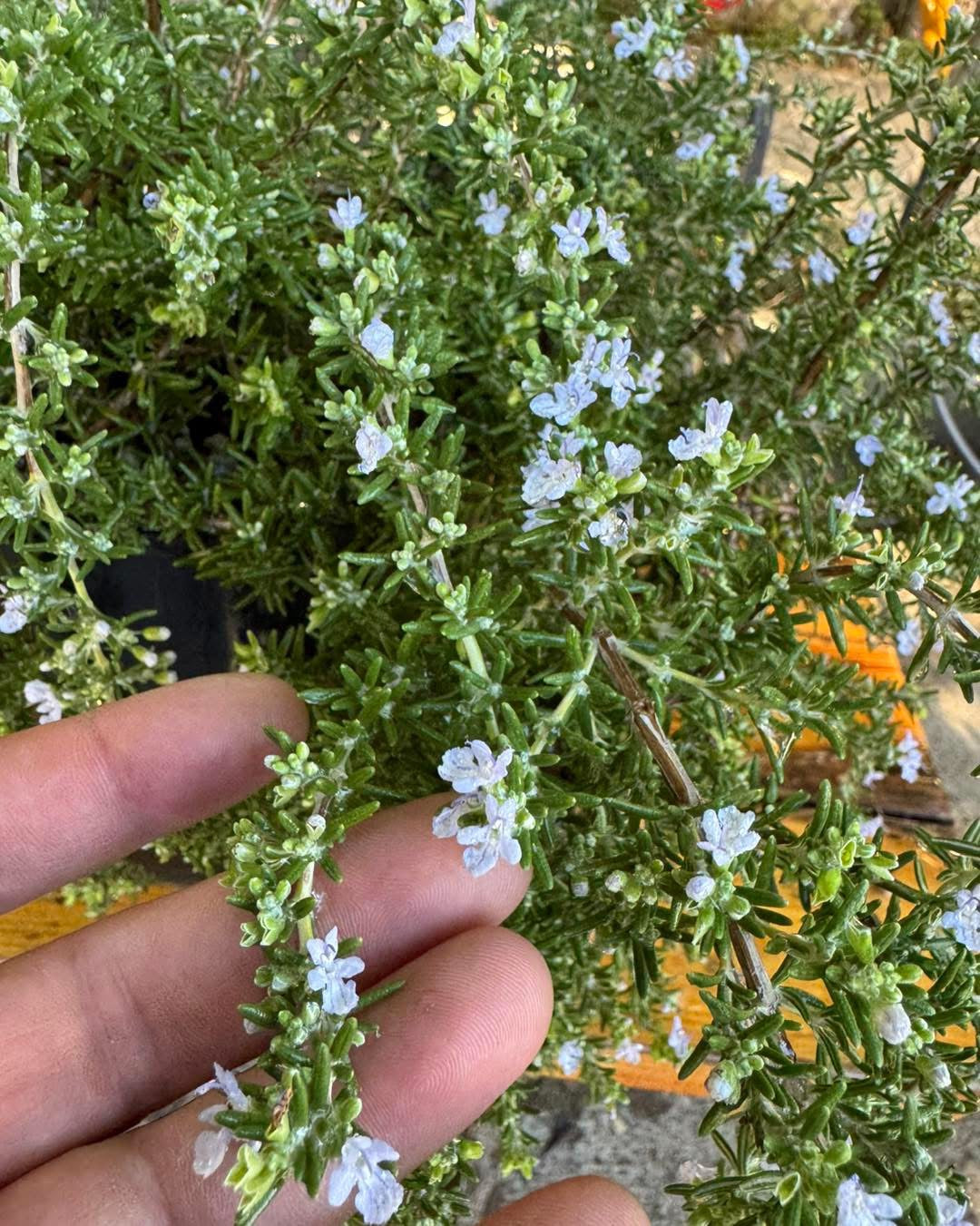 🌿 Розмарин  🌿