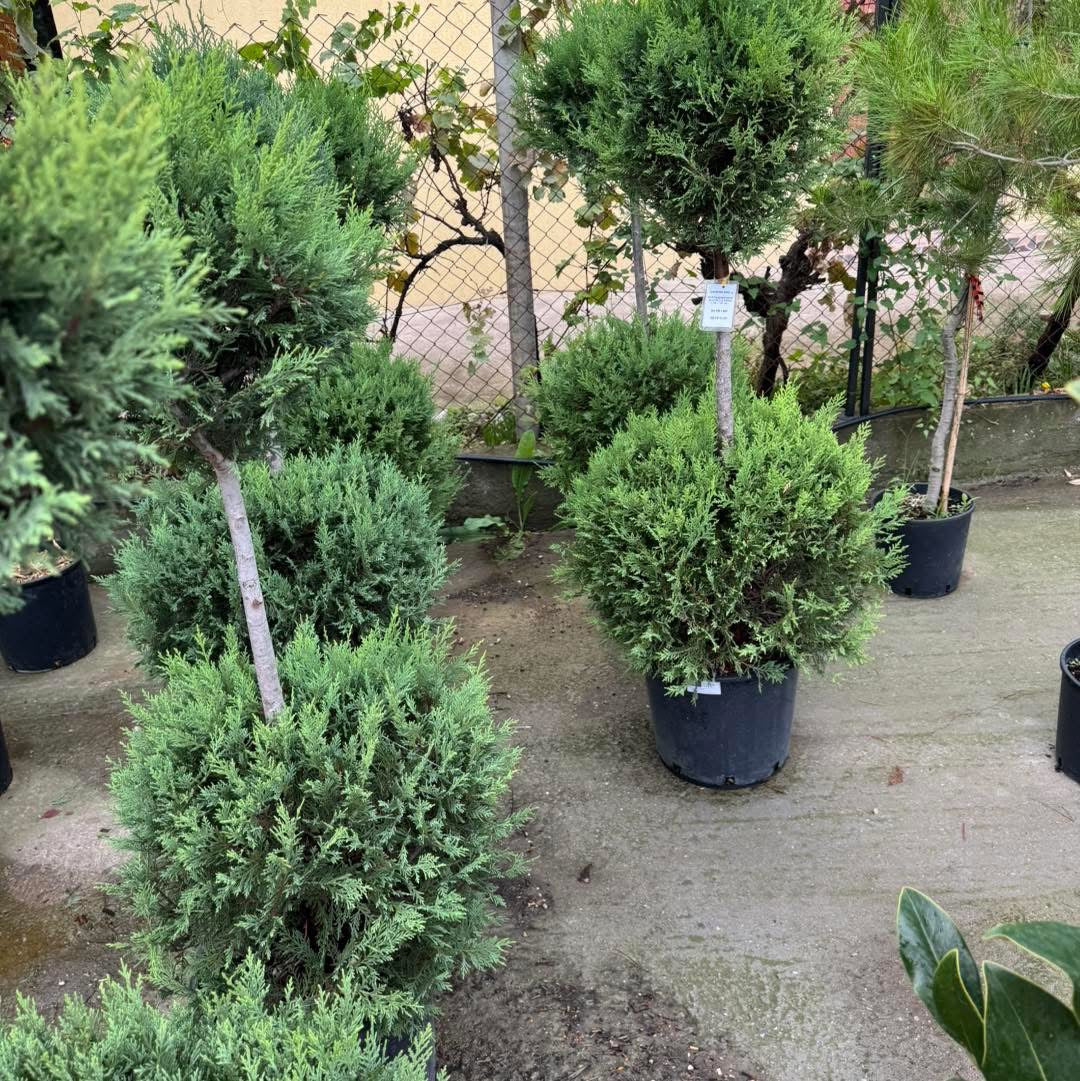 🌲 Кипарис Лейланд – две топки 🌲