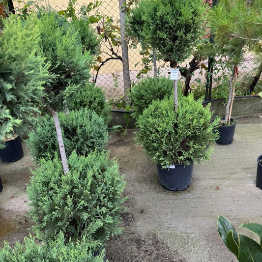 🌲 Кипарис Лейланд – две топки 🌲