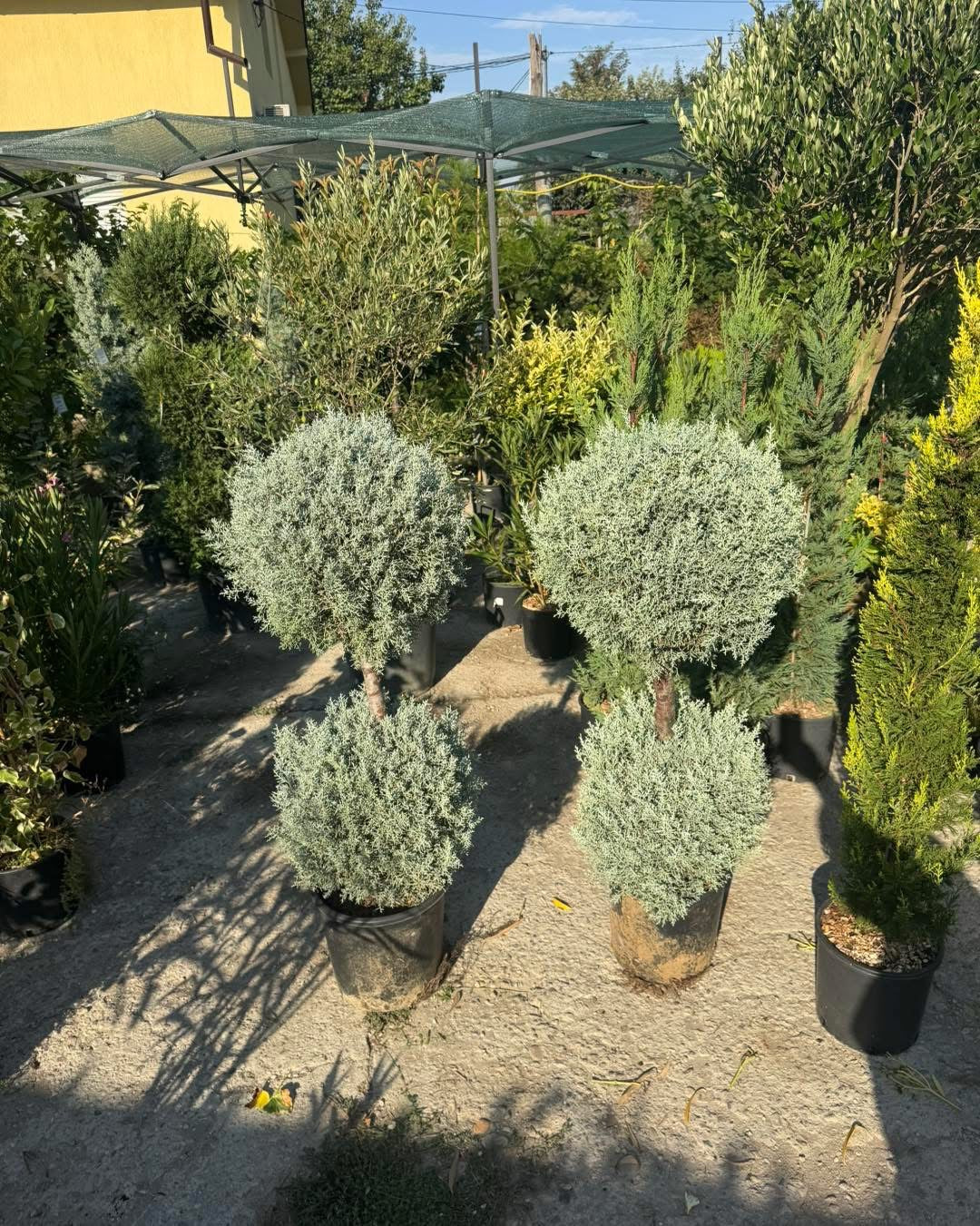 Аризонски кипарис – две топки