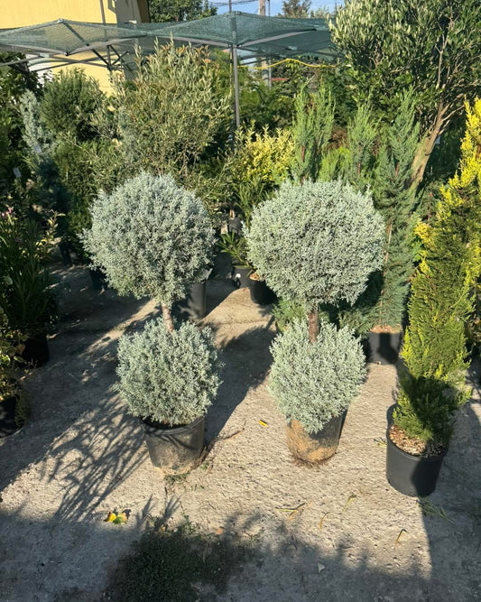 Аризонски кипарис – две топки