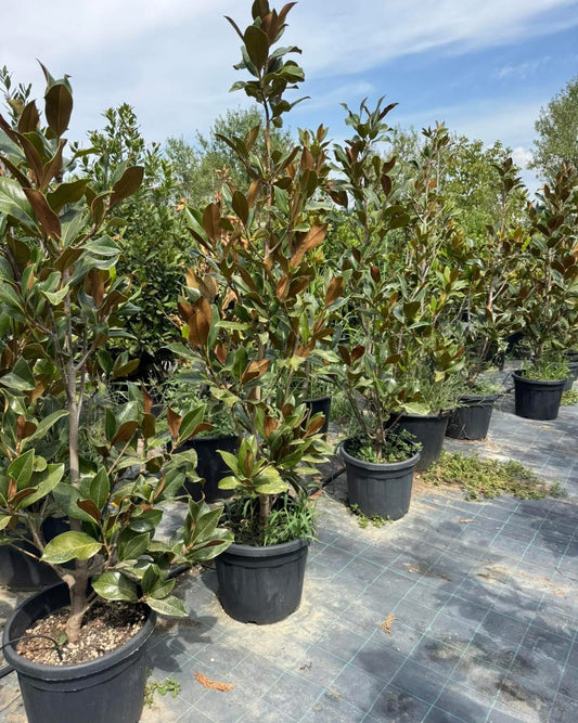 🌸 Магнолия Грандифлора