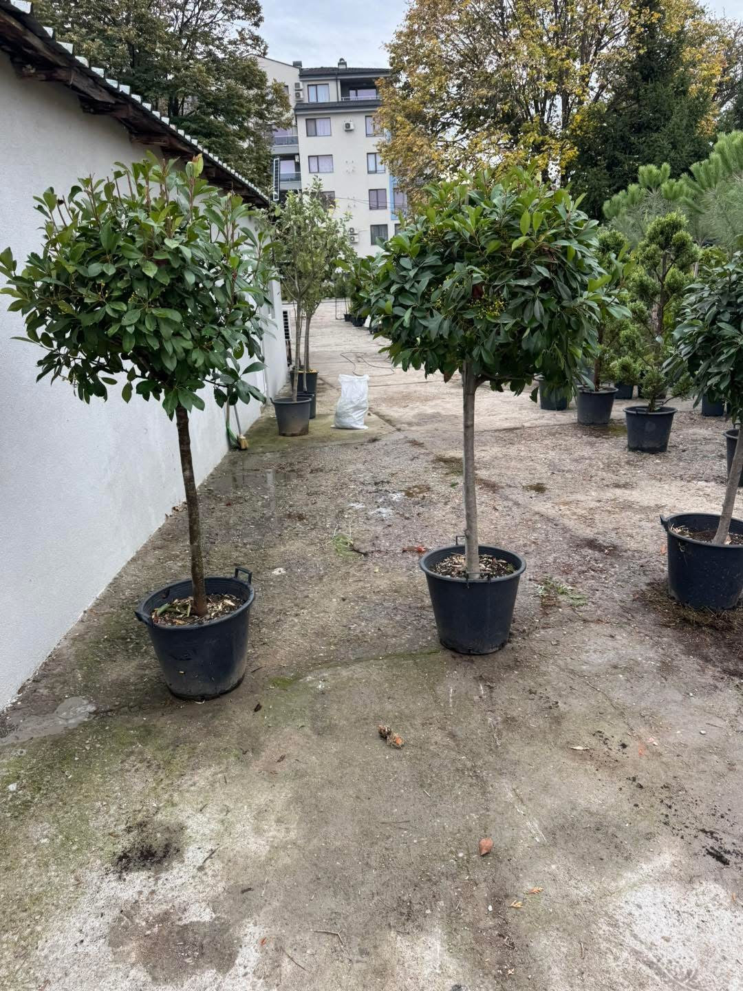 🍁 Фотиния Red Robin (Photinia fraseri ‘Red Robin’) 🍁