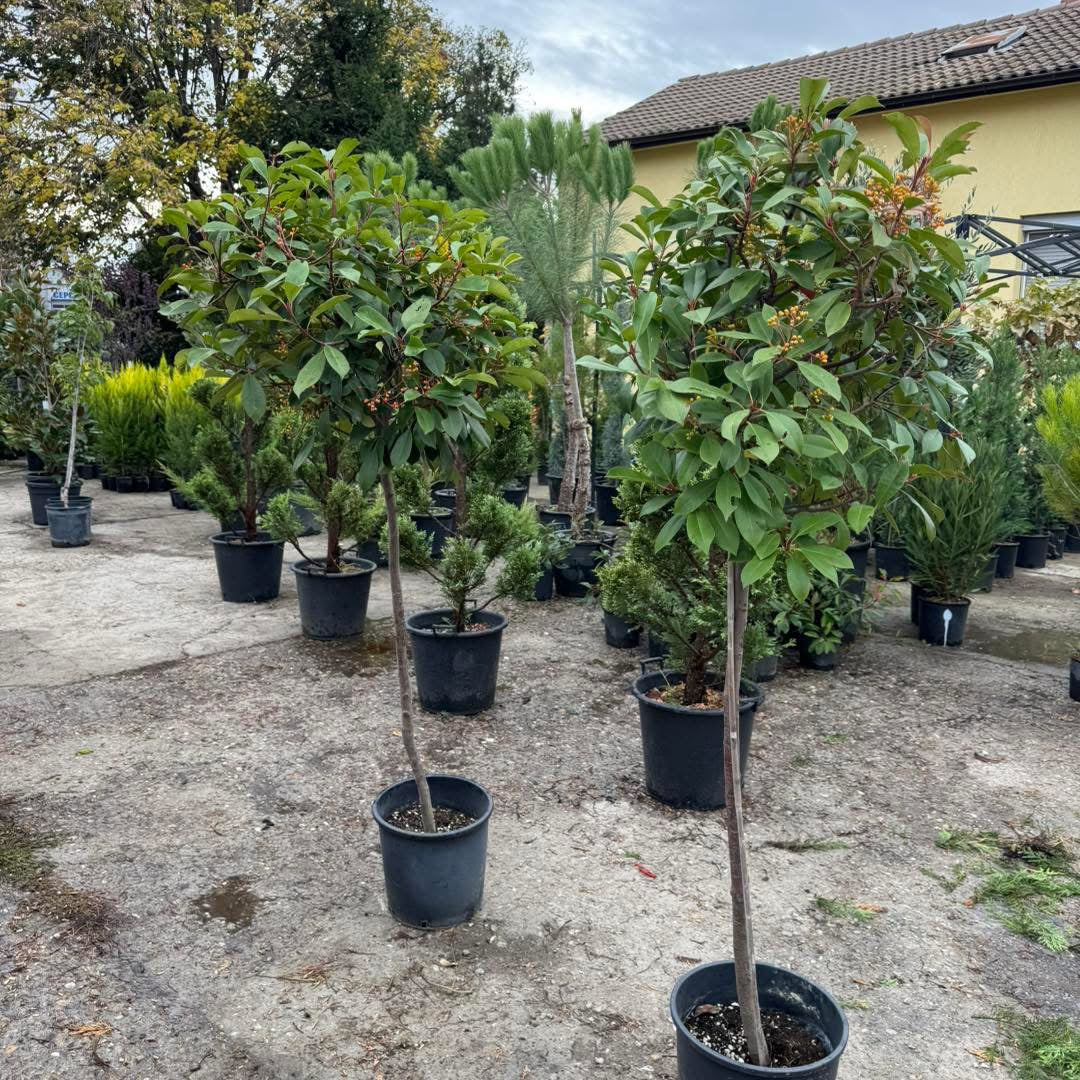 🍁 Фотиния Red Robin (Photinia fraseri ‘Red Robin’) 🍁
