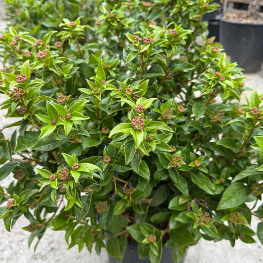 🌿 Лавролистна калина (Viburnum tinus) 🌿